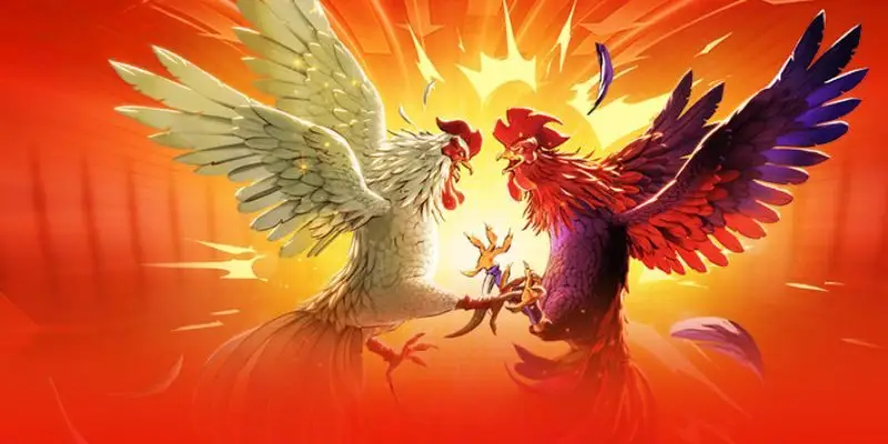 Sảnh cá cược đá gà với những trận đấu kịch tính, thưởng lớn